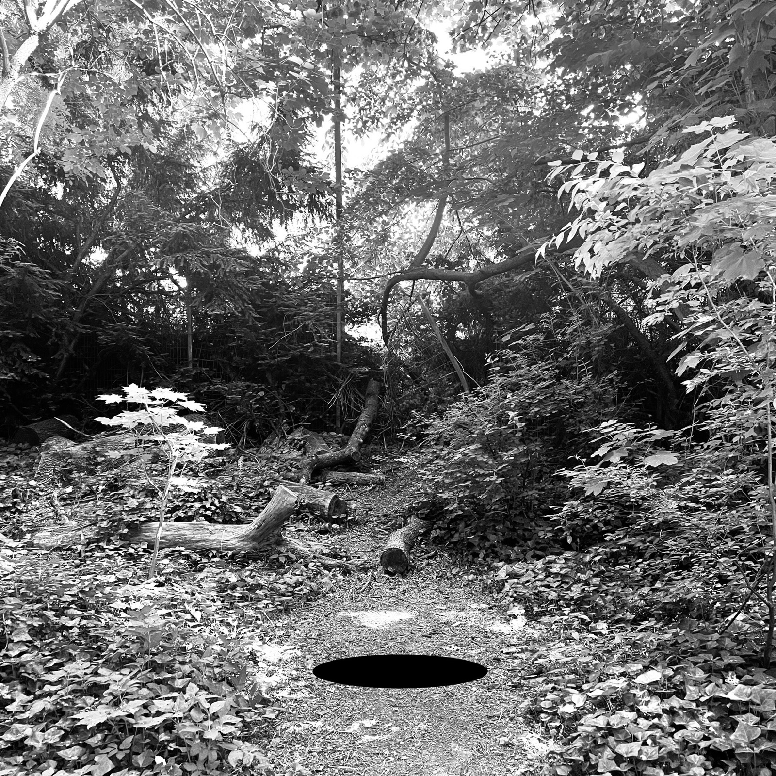 Tree — photographie de Mario Alonso