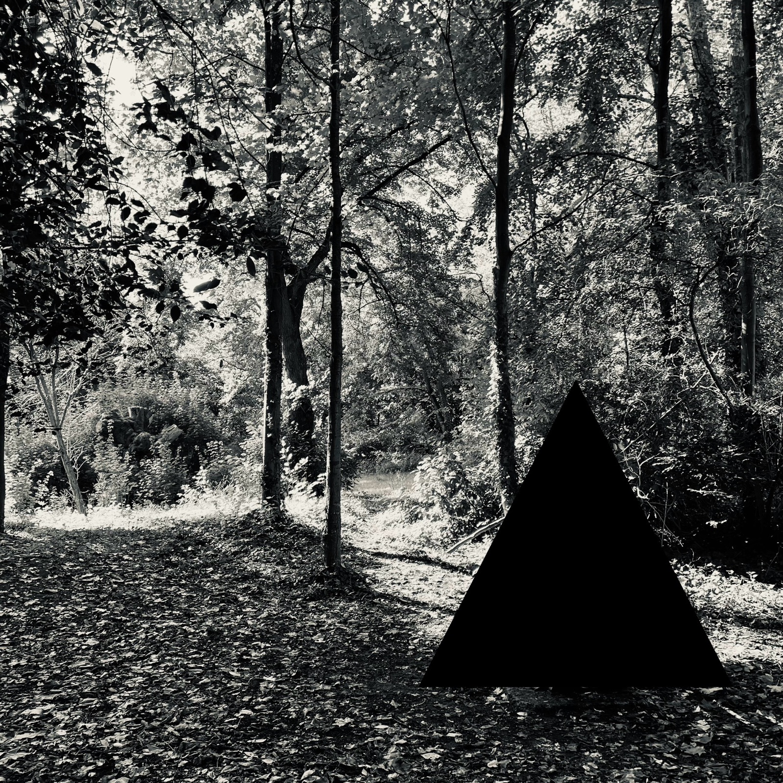 Tree — photographie de Mario Alonso