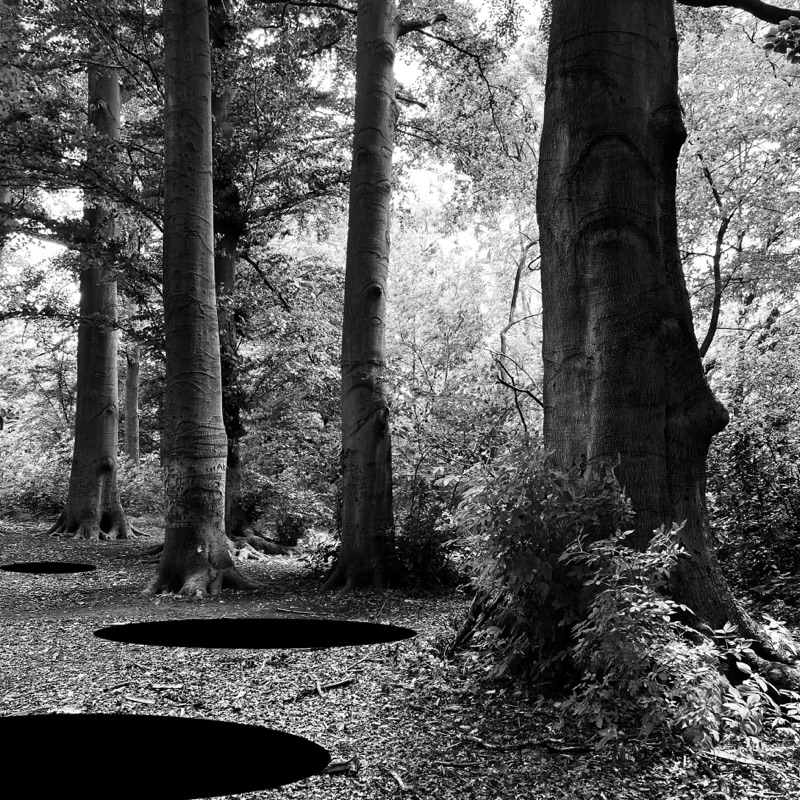 Tree — photographie de Mario Alonso