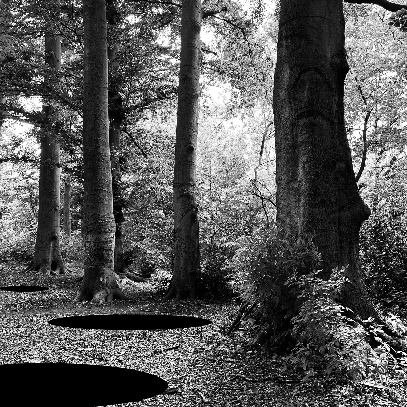 Tree — photographie de Mario Alonso