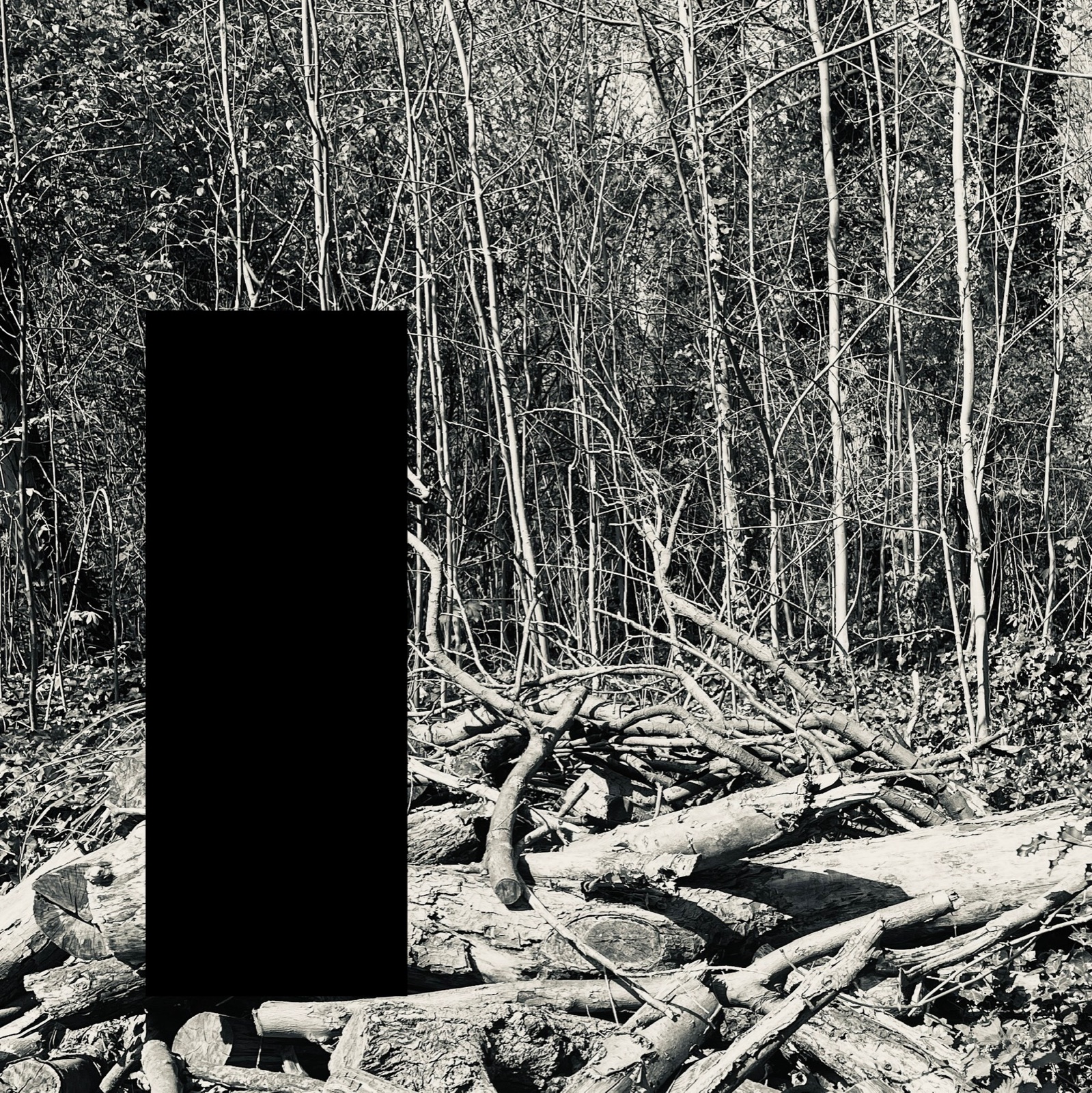 Tree — photographie de Mario Alonso