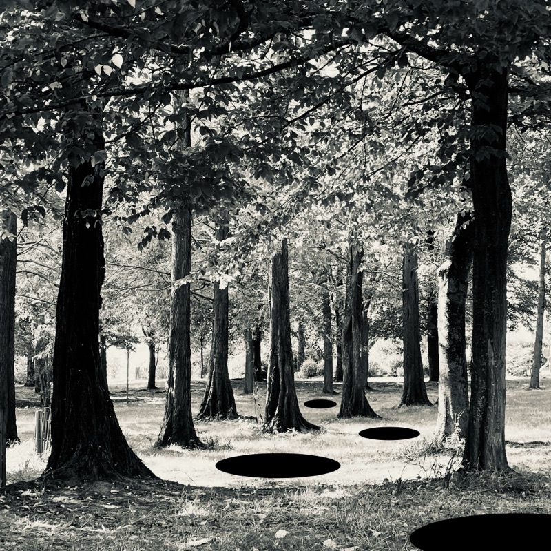 Tree — photographie de Mario Alonso